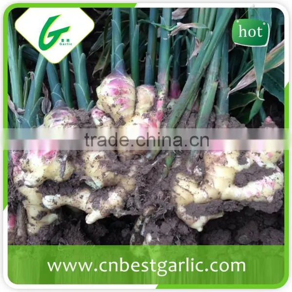 New Crop Fresh Ginger Air Dry Ginger Market Prices for Ginger photo-2