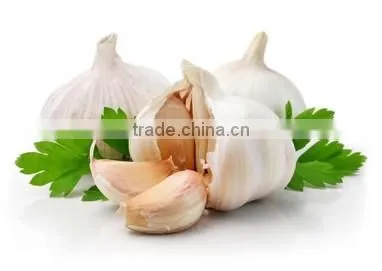 Wholesale High Quality Natural White Fresh Garlic photo-4