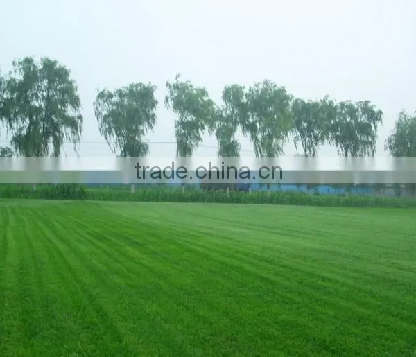 Zoysia Japonica photo-3