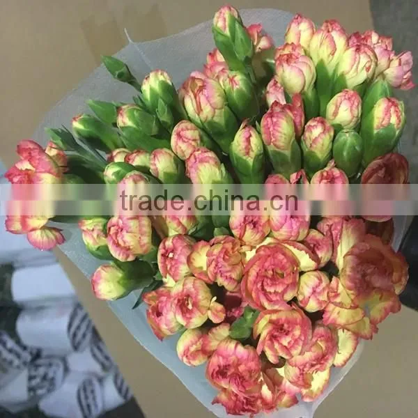 Natural Real Touch Different Types of Fresh Carnation Plants Made in China photo-5