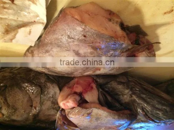 Greenland Halibut Fish Head photo-2
