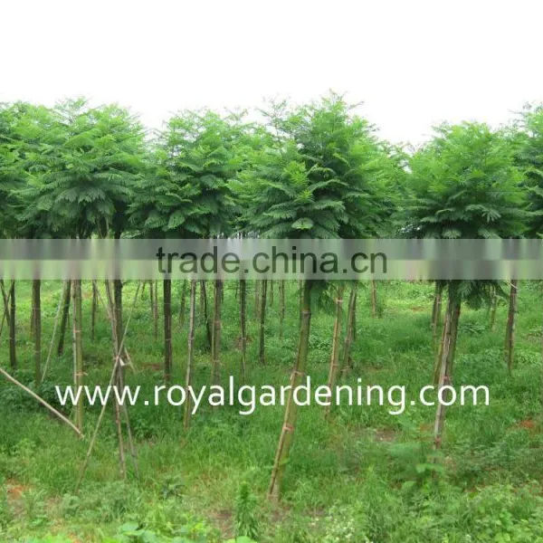 Jacaranda Mimosifolia Tropical Trees photo-2