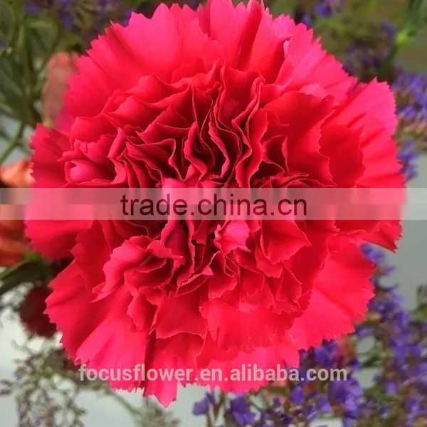 Good Petals Red Carnation Flower to Workmates photo-3