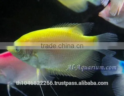 Giant Gourami Mix Color / Aquarium Fish Exporter photo-6