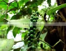 Black Pepper Extract photo-2