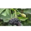 Raspberry Sauce Raspberry Juice Processing Production Line Equipment