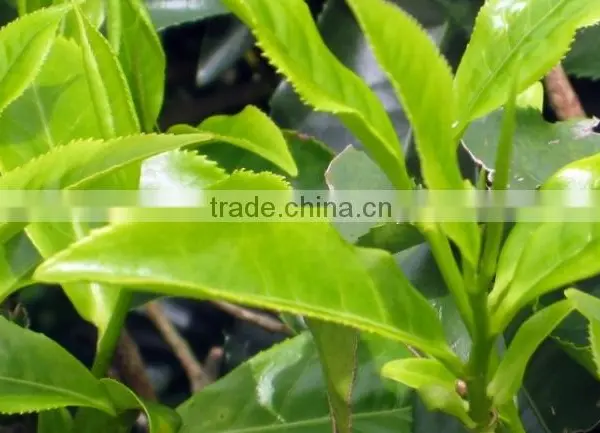 Certified Natural Green Tea For Immune System photo-2