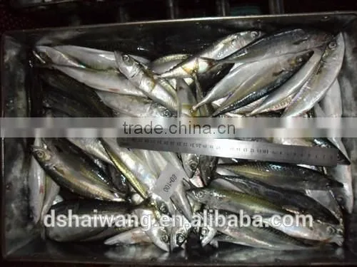 Frozen Horse Mackerel for Common Use With Size 8 - 10 / kg