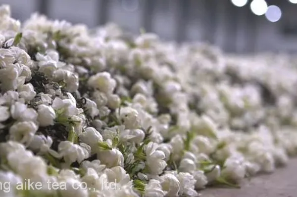 High Fragrance Jasmine Green Tea for Bubble Tea Chinese Jasmine Scented Loose Leaf Jasmine Green Tea Leaves photo-4