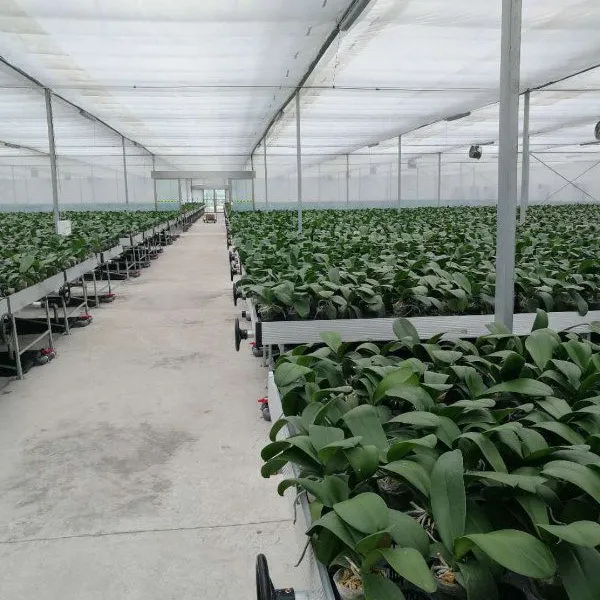 Tidal Seedbed Greenhouse Hydroponic Growing Bench For Plant Nursery photo-2