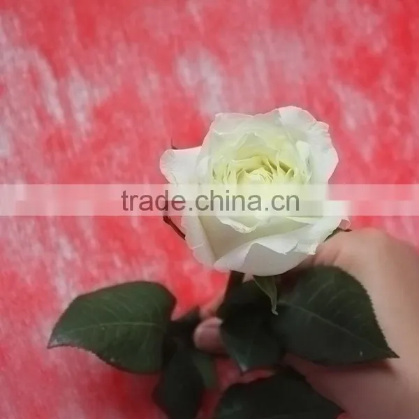 Durable Tineke White Rose Balls Wedding photo-3