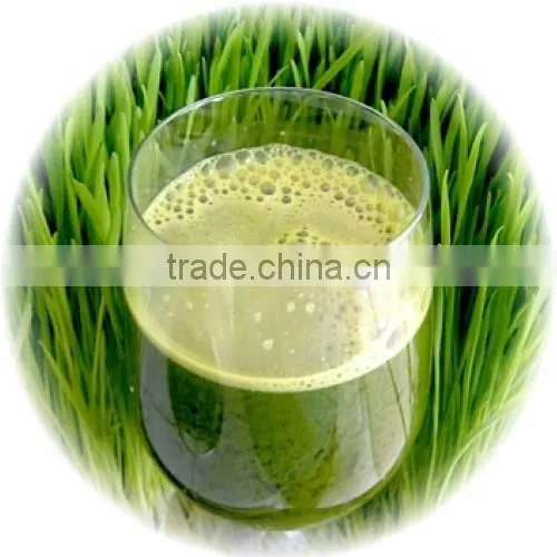 Health Supplement Wheat Grass Powder For Trade