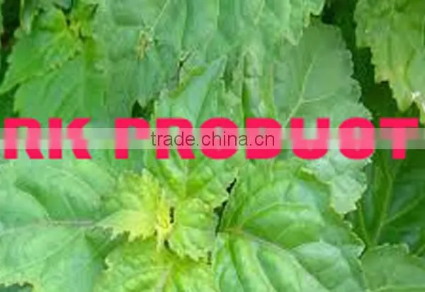 Pure & Natural Patchouli Oil