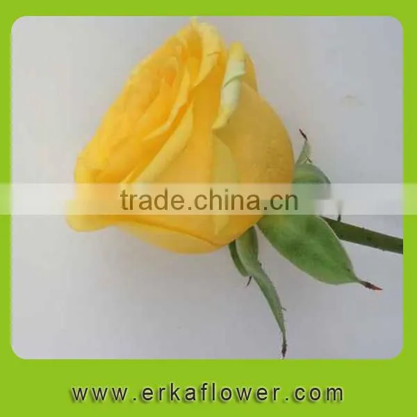 2016 New Product Crazy Selling Wide Varieties Fresh Rose photo-3