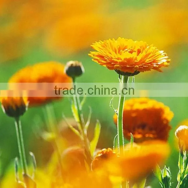 Pure and Natural Lutein Ester From Marigold Flower Extract
