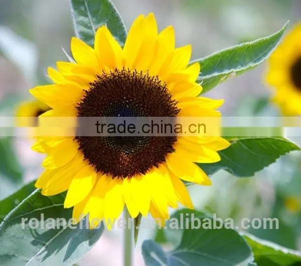 China Supply Fresh Sunflower Flower for Wedding Decorarion photo-3