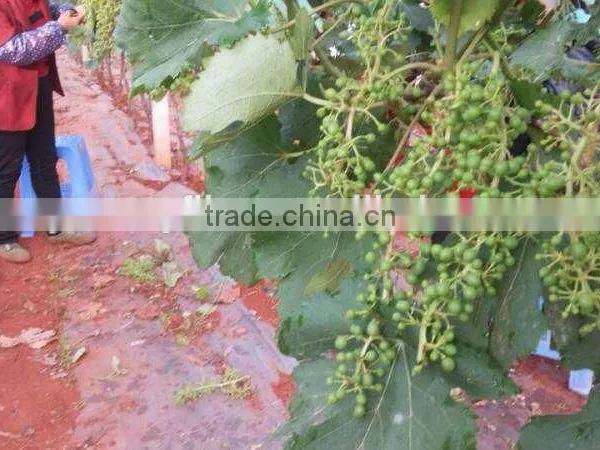 Bulk Grapes photo-4