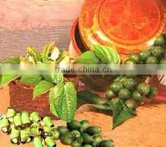 (Whatsapp:00841687264621) FRESH BETEL NUT FROM VIETNAM