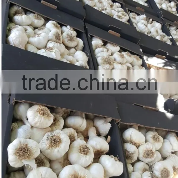 Best Quality Cheap Price Fresh Normal White Garlic From Egypt photo-4