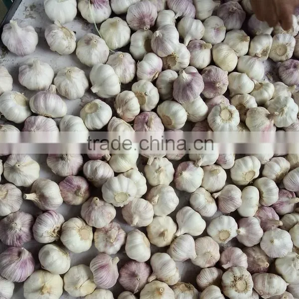 5.0cm Fresh White Garlic at Cheap Price