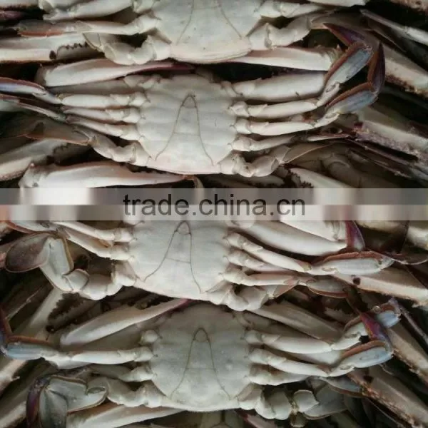 Wholesale Frozen Blue Swimming Crab Price photo-2