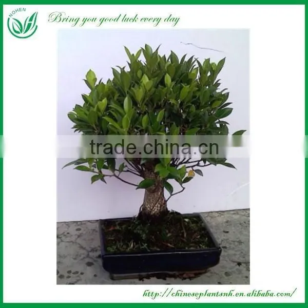 Ficus Bonsai photo-2