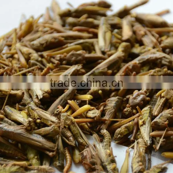 Freeze Dried Locusts Use for Pet Chicken Guinea Fowl and Blue Peacock and Mandarin Ducks photo-4