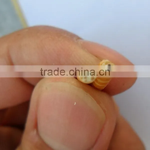 Golden Yellow Stocked Mealworm, Wholesale Wild Bird Food Mealworm photo-5