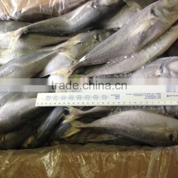 2016 High Quality Frozen Horse Mackerel photo-2