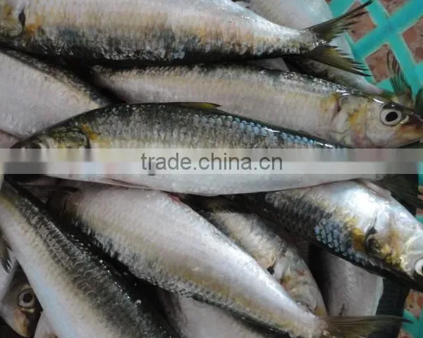 Cheap Sea Frozen Sardine Fish photo-2