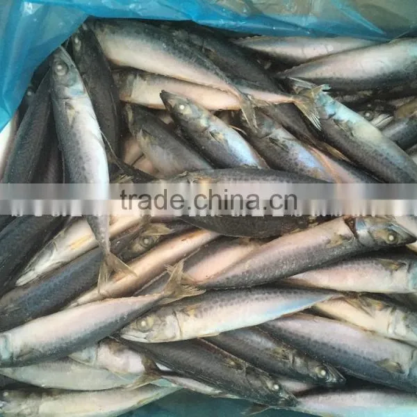 SEA FROZEN MACKEREL SIZE 6 FOR SALE MARKET photo-4