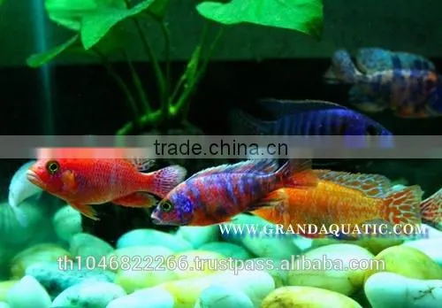 Malawi Cichlid Fish Farm For Sale and Export photo-2