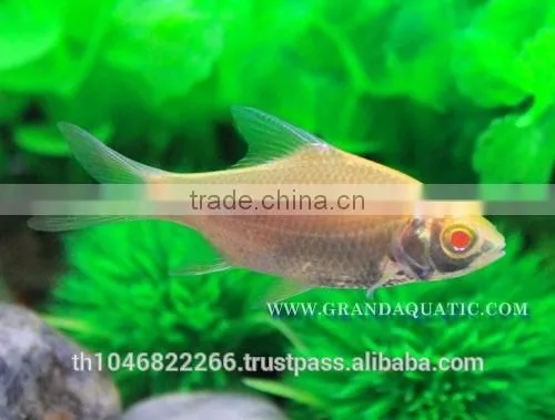 Albino Tinfoil Barb Fish For Sale / Aquarium Fish Farm photo-2