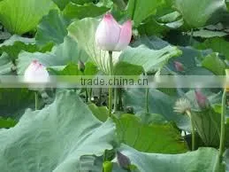 Nelumbo Nucifera Extract photo-3