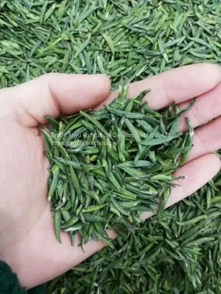 How Much is the Price of Enshi Yulu Tea? Enshi Yulu Bulk Wholesale Hubei Enshi Yulu Tea photo-2