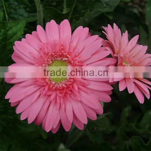 Chrysanthemum Preserved Fresh Cut Flowers For Wholesale photo-6