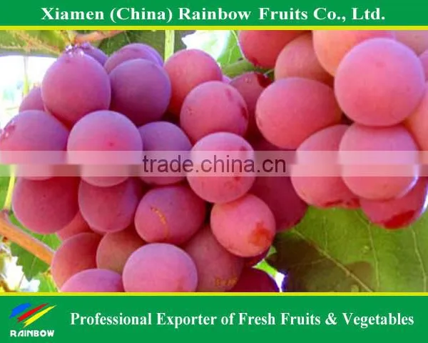 Fresh Red Globe Grape From Yunnan China photo-6