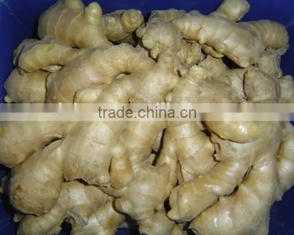 Fresh Air Dried Ginger photo-2