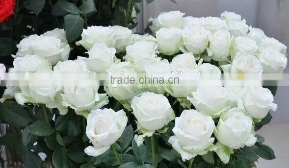Customized Fresh Flowers Rose Flowers for Decoration photo-6