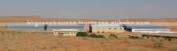 Commercial Greenhouse for Vegetable Production photo-4