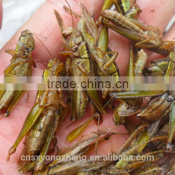 Microwave Dried Grasshoppers For Ornamental Birds photo-3