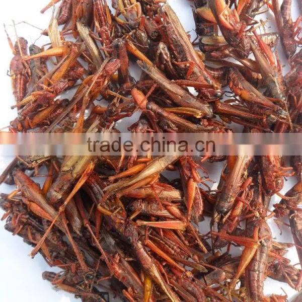Insect Protein of Dried Locust photo-2