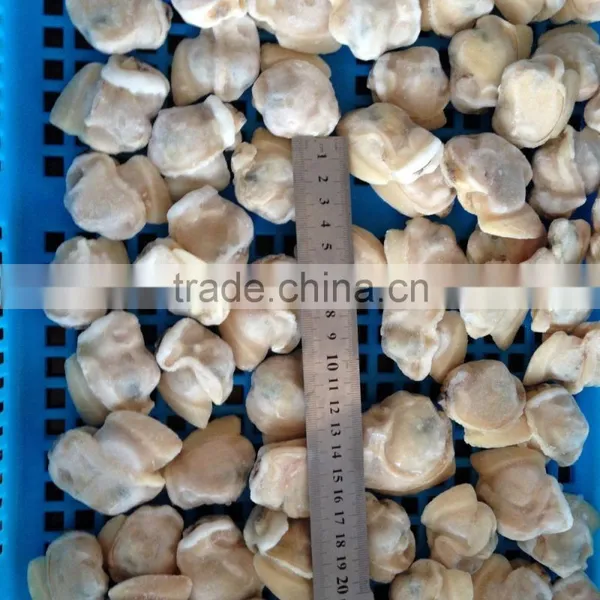 Good Quality Frozen Boiled Short Necked Clam photo-3