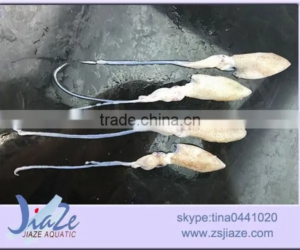 Frozen Baby Squid BQF OR IQF photo-4