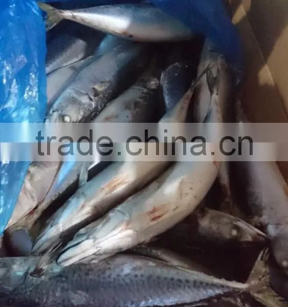 BQF New Catch Size 400/600 g Sea Frozen Pacific Mackerel photo-2