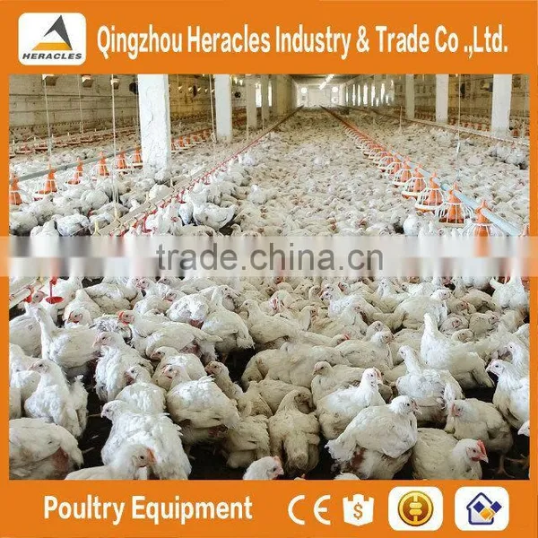 Trade Assurance Poultry Equipment Automatic Feeding System for Broiler photo-2