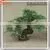 2015 Wholesale Artificial Shrubs Bonsai Tree Sale Price Artificial Pine Tree Branches photo-3