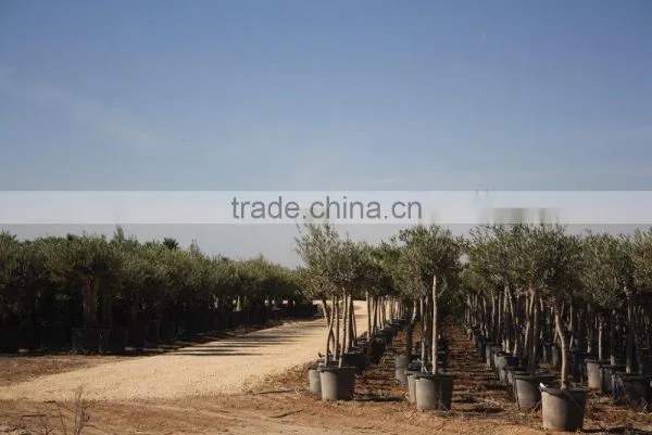 Olive Tree Olea Europaea Young Skin photo-4