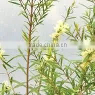 Tea Tree Oil photo-5