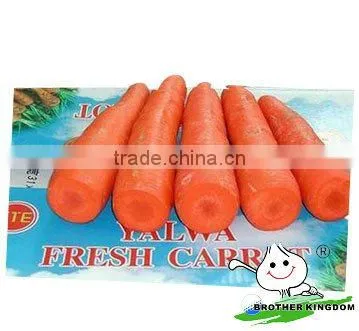 Fresh Carrot In Organic Vegetables,Wholesale Carrots photo-4